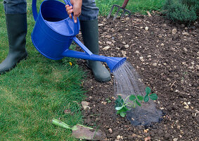 Planting strawberries