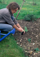 Planting strawberries