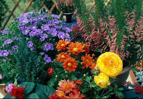 Plant a tray of summer flowers: Chrysanthemum, Ranunculus, Salvia - (7/7)