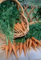 Freshly harvested and washed carrots, carrots (Daucus carota)