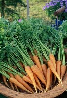 Frisch geerntete und gewaschene Möhren, Karotten (Daucus carota)