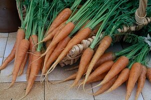 Freshly harvested and washed carrots, carrots (Daucus carota)