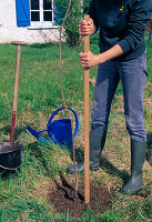 Fruit tree (sweet cherry) planting