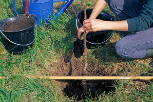 Planting fruit tree (sweet cherry)