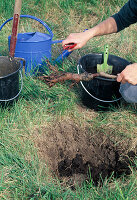 Fruit tree (sweet cherry) planting 3rd step