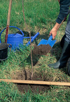 Fruit tree (sweet cherry) planting 5th step