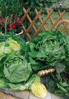 Freshly harvested lettuce, head lettuce (lactuca)