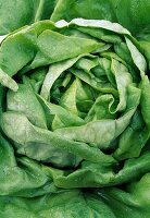 Freshly harvested lettuce, lettuce