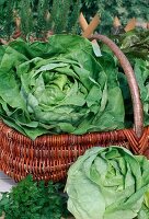 Freshly harvested lettuce, head lettuce (Lactuca)