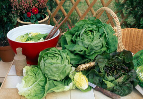 Freshly harvested lettuce, head lettuce (Lactuca)