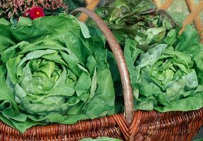 Freshly harvested lettuce, head lettuce (Lactuca)