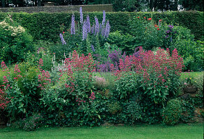 Centranthus ruber (Spornblumen) und Hedera (Efeu) bewachsen Natursteinmauer, hinten Beet mit Delphinium (Rittersporn) und Nepeta (Katzenminze)