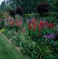 Ueppiges Beet mit Lupinus (Lupinen), Geranium (Storchschnabel), Digitalis (Fingerhut) und Delphinium (Rittersporn)