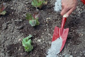 Wood ash around freshly planted lettuce (lactuca) to deter pests