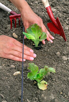 Lettuce plants