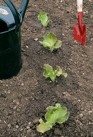 Planting lettuce