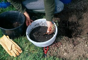 Rose planting: Watering the rose before planting