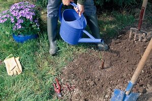 Planting a rose: Water freshly planted rose