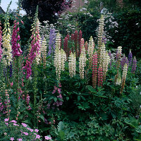 Beet mit Lupinus (Lupinen) und Digitalis (Fingerhut)