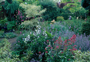 Centranthus ruber (spur flowers), Campanula (bellflowers), Nepeta (catmint), Cornus controversa 'Variegata' (white variegated dogwood)