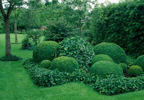 Shade bed with cut balls of Buxus (box) and Hedera (ivy), ivy as bed edging
