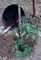 Beim Einpflanzen von Tomaten Komposterde und Brennesseln mit ins Pflanzloch geben