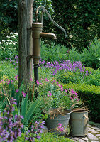 Rotary pump, bucket and watering can, geranium and Buxus