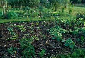 Development of a vegetable garden 10.06