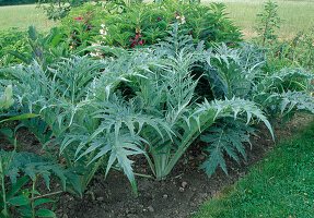 Artichoke (Cynara scolymus) in a bed