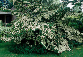 Cornus kousa chinensis 'Claudia' (Flowering dogwood)