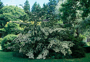 Cornus kousa chinensis 'Claudia' (Flowering dogwood)