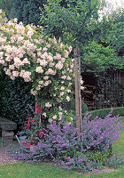 Rosa 'Lykkefund' (rambler rose, climbing rose) single flowering with good fragrance, Nepeta (catmint)