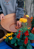 Plant tray with summer flowers, place clay shard on the drain hole - (1/7)