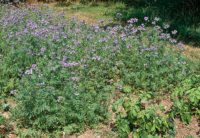 Cutting and incorporating green manure Green manure with Phacelia (1/5)
