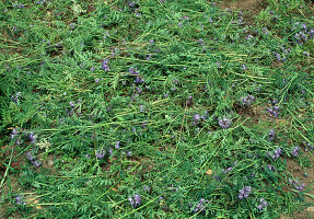 Cutting and incorporating green manure Green manure (Phacelia) (3/5)
