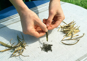 Harvest seeds of Eschscholzia californica (Californian poppy) Break open and strip the seed pod onto a clean cloth (2/6)