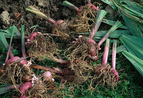 Put gladioli into winter storage Gladiolus bulbs removed and cleaned of soil (partly with bulbs) (5/11)