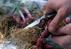 Wintering gladioli Cut off rotten parts of the washed bulbs with a clean knife (7/11)