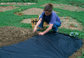 Plant Cucumis (melon) in black film (evaporation protection, weed reduction) (2/6)