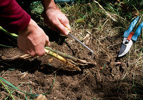 Obtaining rhizomes from bamboo plants 2nd step: Pulling rhizomes out of the ground (2/3)