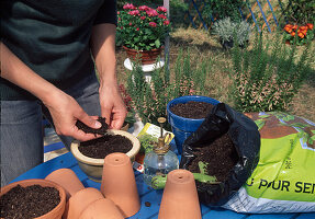 Cover parsley seeds with a thin layer of soil (4/6)