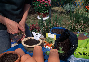 Parsley sowing Moisten the soil evenly with a sprayer (6/6)