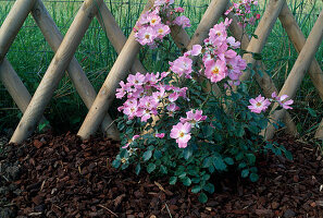 Rosa 'Candy Rose' (Strauchrose öfterblühend) pflanzen 8. Step: Fertig gepflanzte Rose 8/8
