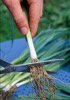 Planting leeks (Allium porrum) Shortening the roots (2/5)