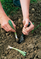 Planting leeks (Allium porrum) 4 Step