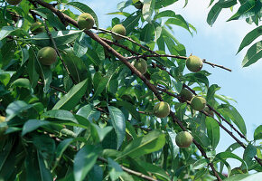 Prunus (peach) Fruit thinning