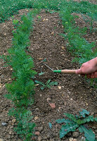 Daucus carota (Möhre) Vereinzeln. Vor dem Vereinzeln Erde lockern und Unkräuter entfernen. (1/3)