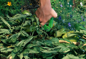 Thinning out tomatoes for better ripeness 1st step: Before pruning (1/2)