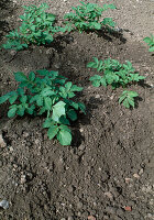 Soil aeration for potato planting 2 Step: After soil loosening 2/2