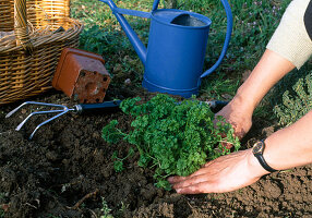 Parsley plant, plant press